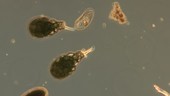 Difflugia testate amoeba