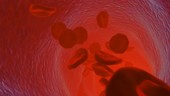 Blood cells in a vessel, animation