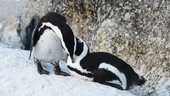 African penguins grooming