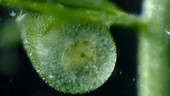 Prey in bladderwort trap