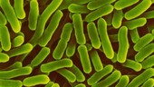 Salmonella enterica, bacterium, SEM