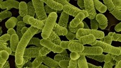 Probiotic Lactobacillus bacterium, SEM