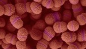 Streptococcus salivarius, SEM