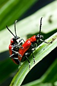 Mating lily beetles, Lilioceris lilii