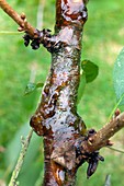 Bacterial canker on a cherry tree