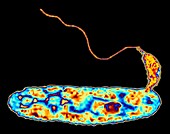 Bacteria (Bdellovibrio bacteriovorus)