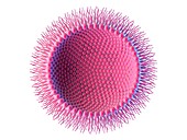 Inverse micelle, illustration