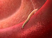 Hookworm in the intestine, illustration