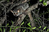 Greater Galago photographed at night