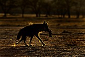 Backlit Brown Hyena with carcass remains