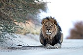 Black-maned Male African Lion