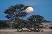 Super moon over the Kalahari