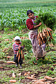 Agriculture in Guatemala