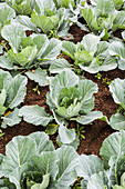 Gardening green cabbages