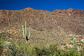 Saguaro cactus and desert flora