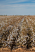Cotton crop, Arizona, USA