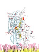 CD36 receptor and fatty acid transport, molecular model