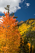 Autumnal aspen trees, Rocky Mountains, USA