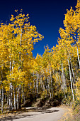 Autumn colours and road, Rocky Mountains, USA