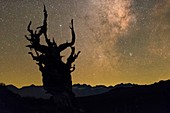 Milky Way over bristlecone pine, USA