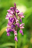 Early-purple orchid (Orchis mascula) in flower
