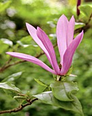 Star magnolia (Magnolia stellata) in flower
