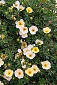 Potentilla fruticosa 'Primrose Beauty' in flower