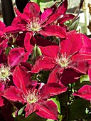Clematis 'Rebecca' in flower