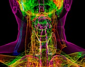 Human neck anatomy, illustration