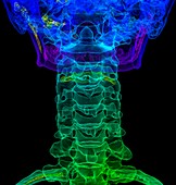 Cervical spine anatomy, illustration
