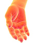 Human hand, illustration