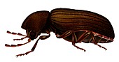 Drugstore beetle, illustration