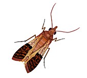 Indian meal moth, illustration