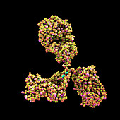 Antibody, illustration