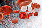 Destruction of red blood cells, illustration