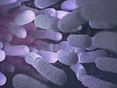 Enterobacteriaceae