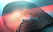 Three dimensional finger print