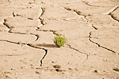 Small green plant growing in cracked earth