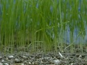 Wheat growing