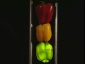 Bell pepper traffic lights