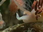 Aeolid sea slug