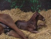 Newborn foal lying down