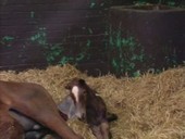 Newborn foal in sac
