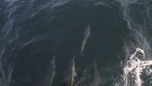 Dolphins swimming