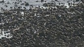 Oystercatchers at water's edge