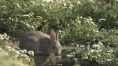 Rabbit in wildflowers