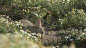 Rabbit in wildflowers