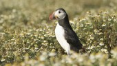 Puffin in wildflowers