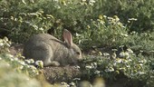 Rabbit in wildflowers