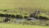 Cows crossing stream
